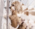 Small Photo #2 Cocker Spaniel Breeder Profile in HOLYOKE, MA, USA