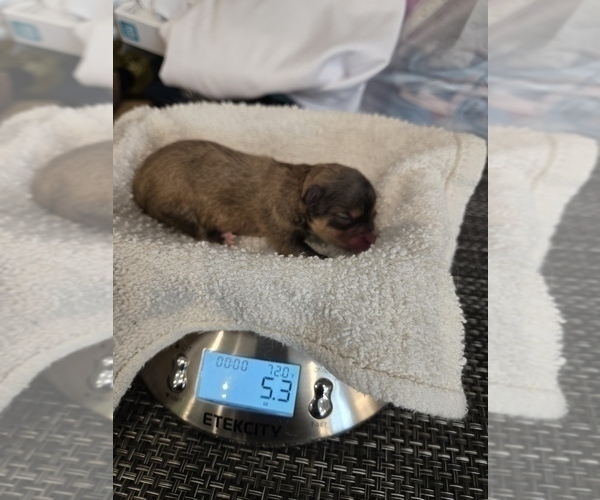 Medium Photo #9 Pomeranian Breeder Profile in MENIFEE, CA, USA