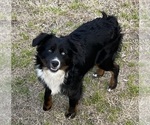 Small Photo #1 Miniature Australian Shepherd Breeder Profile in TERRELL, TX, USA
