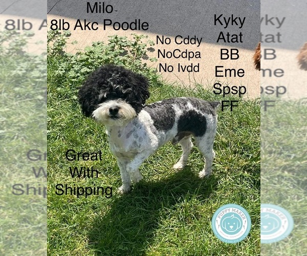 Medium Photo #1 YorkiePoo Breeder Profile in CEDAR CITY, UT, USA