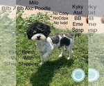 Small Photo #1 YorkiePoo Breeder Profile in CEDAR CITY, UT, USA