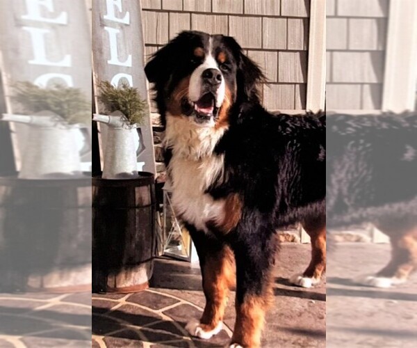 Medium Photo #1 Bernese Mountain Dog Breeder Profile in SYRACUSE, IN, USA