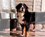 Small Photo #1 Bernese Mountain Dog Breeder Profile in SYRACUSE, IN, USA