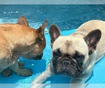 Small Photo #10 French Bulldog Breeder Profile in OPP, AL, USA