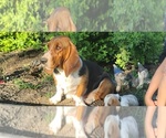 Small Photo #2 Basset Hound Breeder Profile in PORTLAND, TN, USA