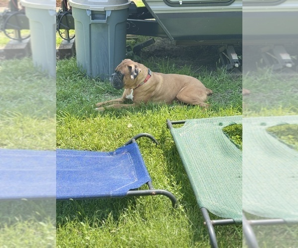 Medium Photo #3 Boxer Breeder Profile in LANSING, MI, USA