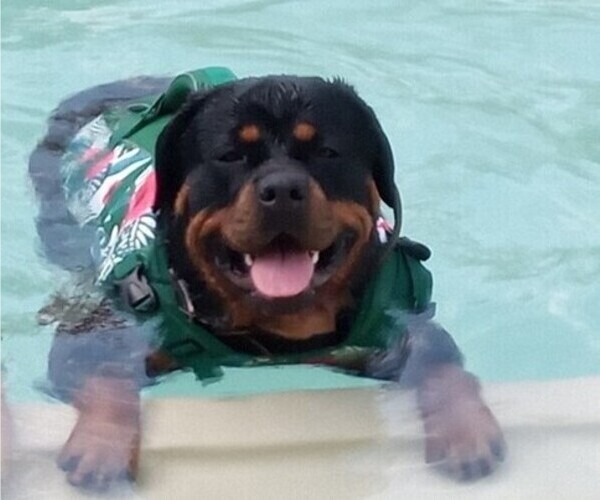 Medium Photo #1 Rotticorso Breeder Profile in REEVESVILLE, SC, USA