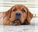 Small Photo #10 Labrador Retriever Breeder Profile in BLUFF DALE, TX, USA