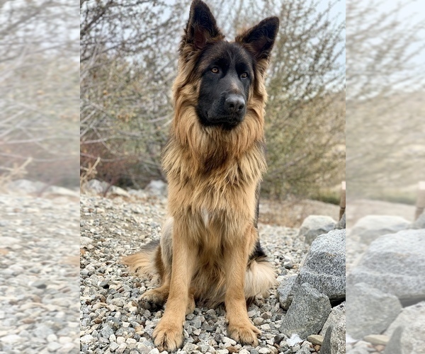 Medium Photo #9 German Shepherd Dog Breeder Profile in PINON HILLS, CA, USA