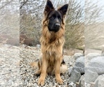 Small Photo #9 German Shepherd Dog Breeder Profile in PINON HILLS, CA, USA