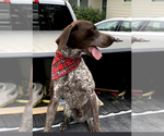 Small Photo #1 German Shorthaired Pointer Breeder Profile in GREENVILLE, SC, USA