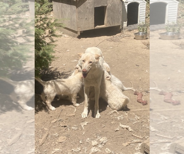 Medium Photo #11 Swiss Shepherd-Timber Wolf Mix Breeder Profile in MAD RIVER, CA, USA