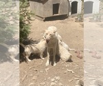 Small Photo #11 Swiss Shepherd-Timber Wolf Mix Breeder Profile in MAD RIVER, CA, USA