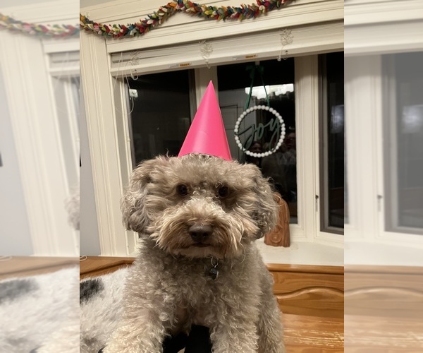 Medium Photo #3 Poochon Breeder Profile in AUBURN, MA, USA
