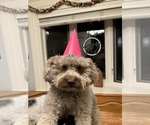 Small Photo #3 Poochon Breeder Profile in AUBURN, MA, USA