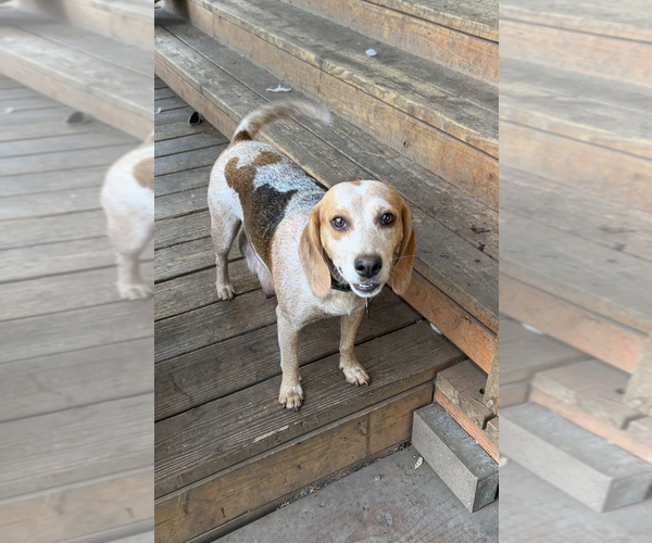 Medium Photo #3 Beagle Breeder Profile in BROWNSVILLE, OR, USA