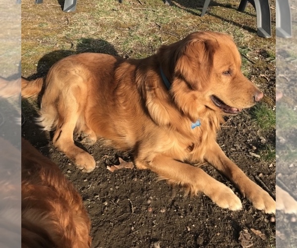 Medium Photo #1 Golden Retriever Breeder Profile in CRANSTON, RI, USA