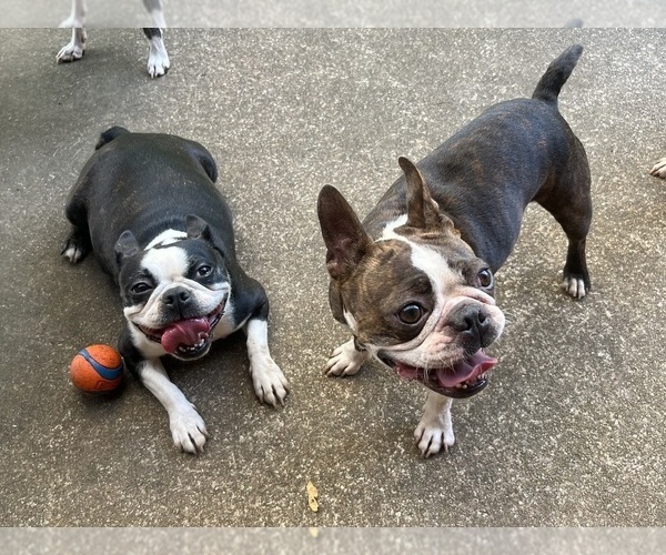 Medium Photo #1 Boston Terrier Breeder Profile in BURLESON, TX, USA