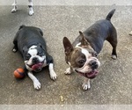 Small Photo #1 Boston Terrier Breeder Profile in BURLESON, TX, USA