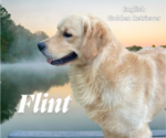 Small Photo #2 English Cream Golden Retriever Breeder Profile in NACOGDOCHES, TX, USA