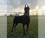 Small Photo #2 Doberman Pinscher Breeder Profile in FORT LAUDERDALE, FL, USA