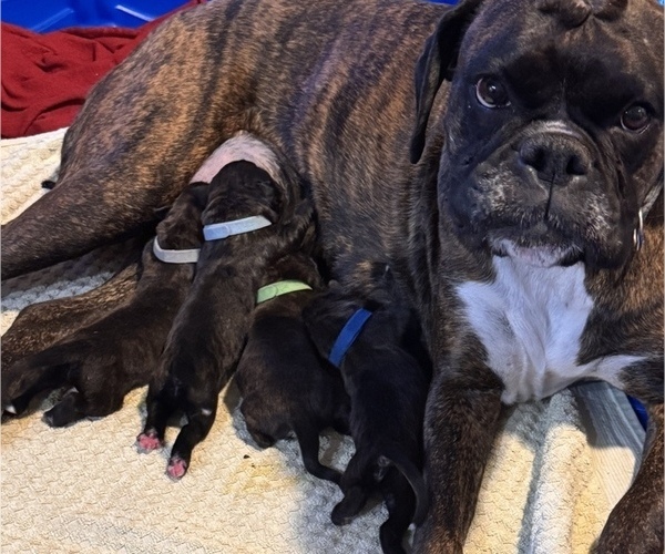 Medium Photo #8 Boxer Breeder Profile in LANSING, MI, USA