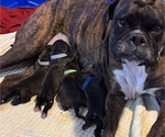 Small Photo #3 Boxer Breeder Profile in LANSING, MI, USA