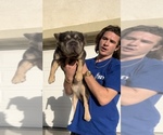 Small Photo #1 French Bulldog Breeder Profile in BURBANK, CA, USA