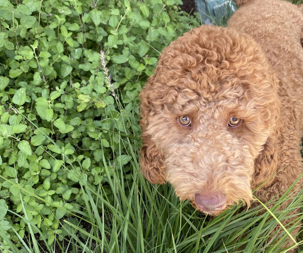 Medium Photo #1 Goldendoodle Breeder Profile in BREA, CA, USA