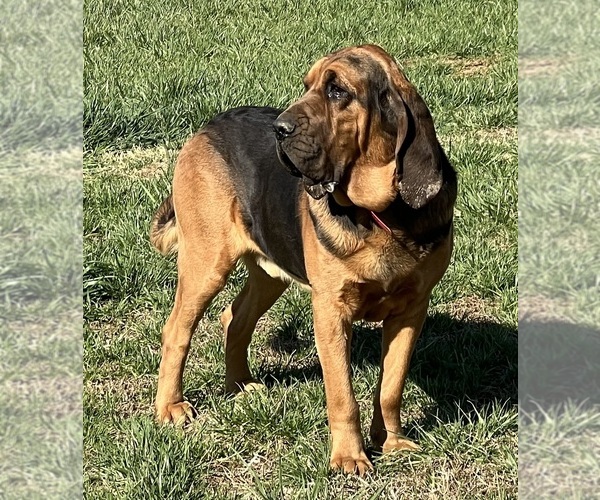 Medium Photo #1 Bloodhound Breeder Profile in CHAPMANSBORO, TN, USA