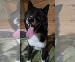 Small Photo #1 Siberian Husky Breeder Profile in FORT PLAIN, NY, USA
