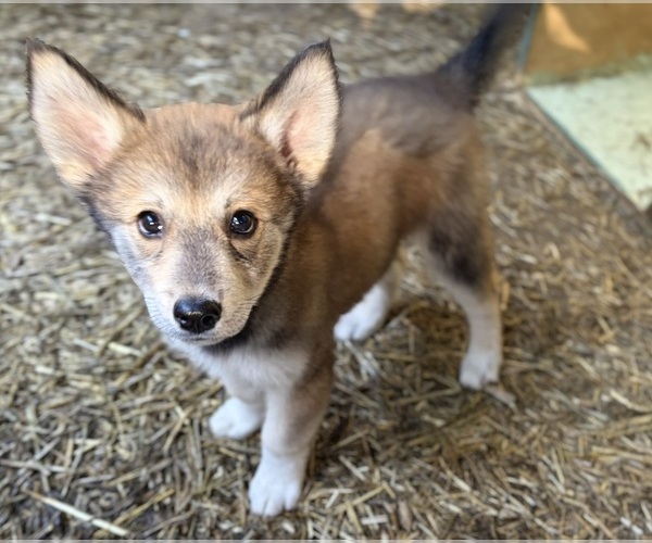 Medium Photo #14 Golden Pyrenees-Siberian Husky Mix Breeder Profile in HICKORY, NC, USA