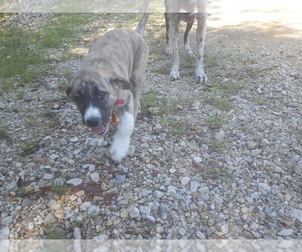 Medium Photo #6 Anatolian Shepherd Breeder Profile in CUMBY, TX, USA