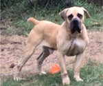 Small Photo #1 Boerboel Breeder Profile in BELLEVUE, NE, USA