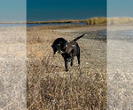Small Photo #4 Labrador Retriever Breeder Profile in FREDERICKSBG, OH, USA