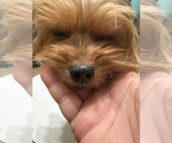 Medium Photo #1 Yorkshire Terrier Breeder Profile in BETHLEHEM, GA, USA