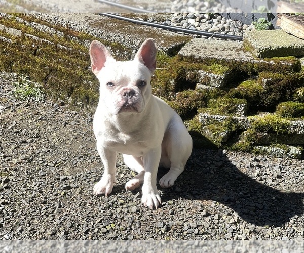 Medium Photo #1 Faux Frenchbo Bulldog Breeder Profile in HOODSPORT, WA, USA