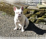 Small Photo #1 Faux Frenchbo Bulldog Breeder Profile in HOODSPORT, WA, USA