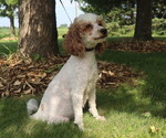Small Photo #2 Cavapoo Breeder Profile in THORP, WI, USA