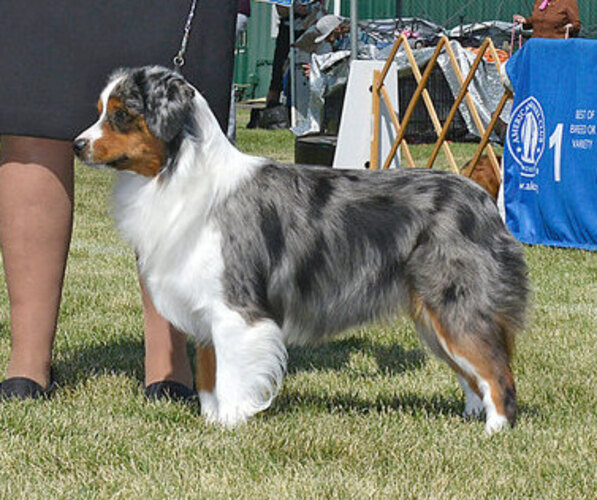 Medium Photo #2 Miniature American Shepherd Breeder Profile in FRESNO, CA, USA
