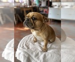 Small Photo #8 Faux Frenchbo Bulldog Breeder Profile in HOODSPORT, WA, USA