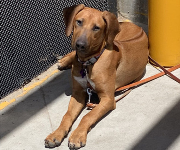Medium Photo #2 Rhodesian Ridgeback Breeder Profile in RIVERSIDE, CA, USA