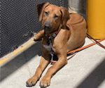 Small Photo #10 Rhodesian Ridgeback Breeder Profile in RIVERSIDE, CA, USA