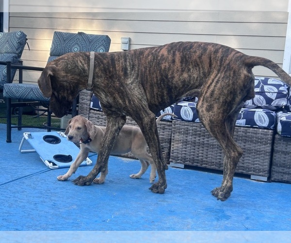Medium Photo #1 Great Dane Breeder Profile in WILLIS, TX, USA