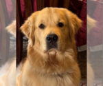 Small Photo #2 Golden Retriever Breeder Profile in FREMONT, OH, USA