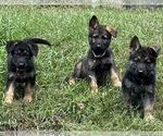 Small Photo #11 German Shepherd Dog Breeder Profile in PERKINSVILLE, VT, USA