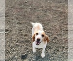 Small Photo #1 Beagle Breeder Profile in BROWNSVILLE, OR, USA