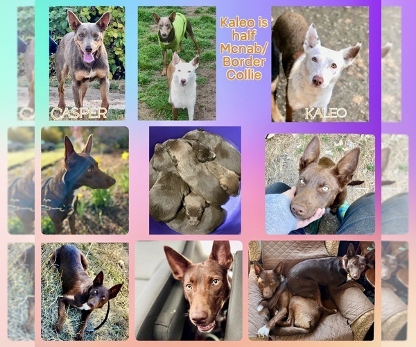 Medium Photo #4 Australian Kelpie-Border Collie Mix Breeder Profile in CAMAS, WA, USA