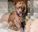 Small Photo #2 Cocker Spaniel Breeder Profile in HOLYOKE, MA, USA