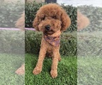 Small Photo #1 Goldendoodle (Miniature) Breeder Profile in BAKERSFIELD, CA, USA